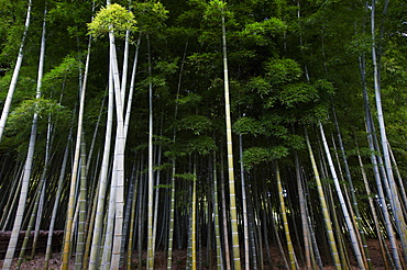 Bamboo forest in Arashiyama, Kyoto, Japan, Asia