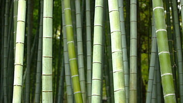 Bamboo forest in Shoren-in temple, Kyoto, Japan, Asia