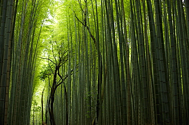 The Arashiyama Bamboo Alley, Kyoto, Japan, Asia