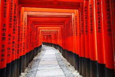 Path under red torii in Fushimi Inari shrine, Kyoto, Japan, Asia