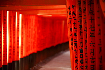 Path under red torii in Fushimi Inari shrine, Kyoto, Japan, Asia