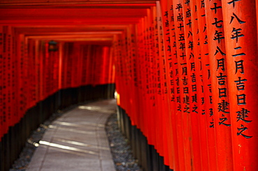 Path under red torii in Fushimi Inari shrine, Kyoto, Japan, Asia