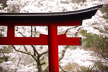 Torii gate during cherry blossom season, Hakuryu-en garden, Kyoto, Japan, Asia