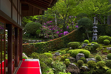 Rhododendron blooming in Zen garden, Sanzen-in Temple, Kyoto, Japan, Asia