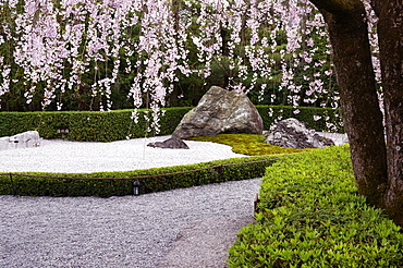 Weeping cherry blossoms, Taizo-in temple, Kyoto, Japan, Asia