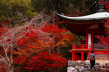 Climbing the stairs of the Bentendo hall of Daigo-ji temple, UNESCO World Heritage Site, Kyoto, Japan, Asia