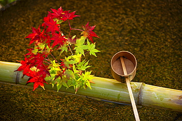 Tsukubai water basin with autumn decoration, Enko-ji temple, Kyoto, Japan, Asia