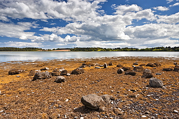 Reagh Island, Strangford Lough, County Down, Ulster, Northern Ireland, United Kingdom, Europe