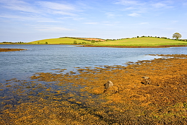 Strangford Lough, County Down, Ulster, Northern Ireland, United Kingdom, Europe