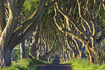 The Dark Hedges, Ballymoney, County Antrim, Ulster, Northern Ireland, United Kingdom, Europe