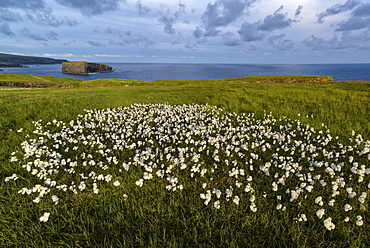 Castle Point, Loop Head, County Clare, Munster, Republic of Ireland, Europe