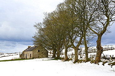 Cottage and trees, Torr Head, County Antrim, Ulster, Northern Ireland, United Kingdom, Europe