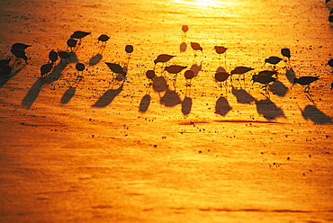 Red knots on Sunset Beach during golden sunrise, North Carolina, United States of America, North America