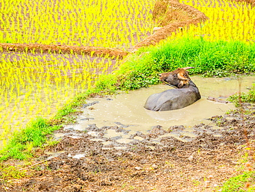 Water buffalo in the muddy rice fields, Tana Toraja, Sulawesi, Indonesia, Southeast Asia, Asia