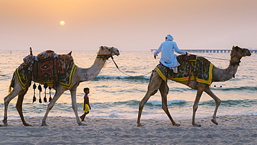 A young boy follows a man riding a camel in Dubai, United Arab Emirates, Middle East