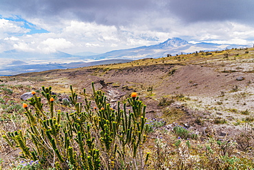 Cotopaxi National Park, a large forested area known for the active, snow-capped Cotopaxi volcano, Ecuador, South America