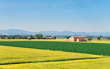 Wheat fields in the Emilia-Romagna region, Italy, Europe