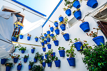 Traditional blue pots on a whitewashed wall in Cordoba, Andalucia, Spain, Europe