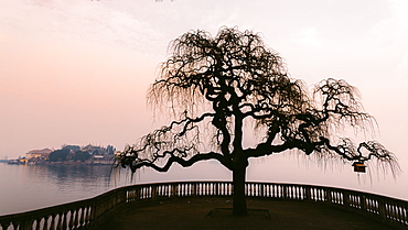 A bare tree at sunset next to Lake Maggiore with Isola Bella in the background, one of Borromeo Islands, Piedmont, Italian Lakes, Italy, Europe