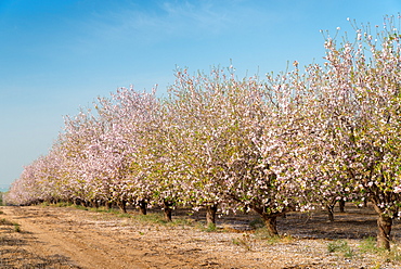 Path beside almond trees in bloom, Israel, Middle East