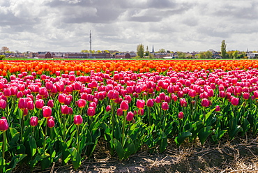 Bulbfields famous for colourful tulips, Lisse, The Netherlands, Europe