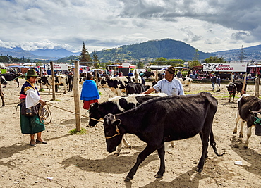 Saturday Livestock Market, Otavalo, Imbabura Province, Ecuador, South America