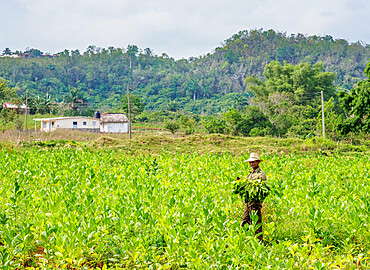 Man harvesting tobacco leaves, Vinales Valley, UNESCO World Heritage Site, Pinar del Rio Province, Cuba, West Indies, Caribbean, Central America