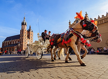 Horse Carriage with St. Mary Basilica in the background, Main Market Square, Cracow, Lesser Poland Voivodeship, Poland, Europe