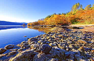 An autumn view on a calm sunny morning along the banks of Loch Sunart in the Ardnamurchan Peninsula, the Scottish Highlands, Scotland, United Kingdom, Europe