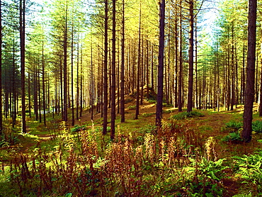 An autumn view of Newborough Forest and Nature Reserve on the Isle of Anglesey, North Wales, United Kingdom, Europe