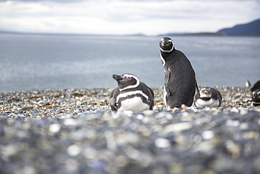 A magellanic penguin on Martillo Island, Tierra del Fuego, Argentina, South America