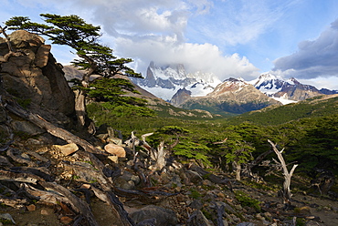 Wide angle landscape featuring Monte Fitz Roy in the background and tree in the foreground, Patagonia, Argentina, South America