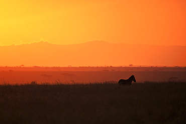 Burchell's zebra at sunrise (Equus quagga), Serengeti National Park, Tanzania, East Africa, Africa