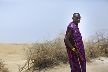 Maasai warrior, Ngorongoro Conservation Area, Tanzania, East Africa, Africa