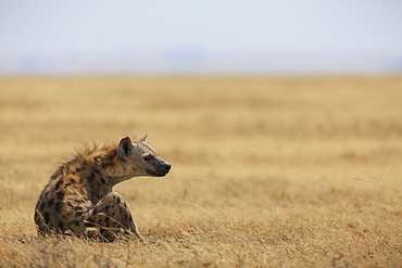 Spotted hyena (Crocuta crocuta), Ngorongoro Conservation Area, Tanzania, East Africa, Africa