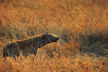 Spotted hyena (Crocuta crocuta), Serengeti National Park, Tanzania, East Africa, Africa