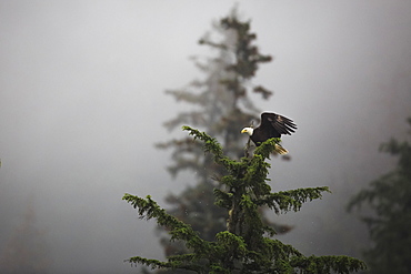 Bald eagle (Haliaeetus leucocephalus), Chugach National Forest, Alaska, United States of America, North America