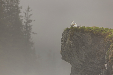 Glacous-winged gulls (Larus glaucescens) perched on a cliff in the mist, Valdez, Alaska, United States of America, North America