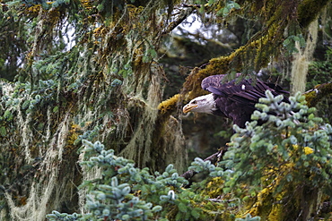 Bald eagle (Haliaeetus leucocephalus), Prince William Sound, Alaska, United States of America, North America