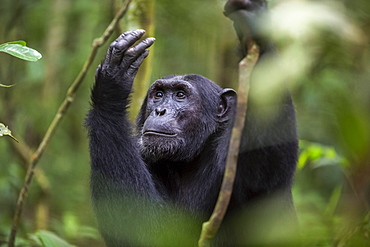 Chimpanzee (Pan troglodytes), Kibale National Park, Uganda, Africa