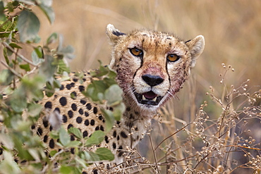 Cheetah (Acinonyx jubatus), Serengeti National Park, Tanzania, East Africa, Africa