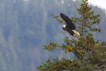 Bald eagle (Haliaeetus leucocephalus), Chugach National Forest, Alaska, United States of America, North America