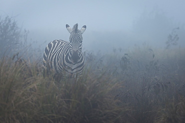 Zebra (Equus quagga) in the mist, Ngorongoro Conservation Area, Tanzania, East Africa, Africa