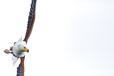 African fish eagle (Haliaeetus vocifer), Lake Malawi, Malawi, Africa