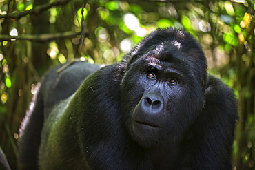 Mountain gorilla (Gorilla beringei beringei), Bwindi Impenetrable Forest, Uganda, Africa