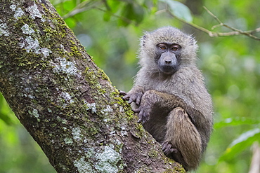 Juvenile olive baboon sitting in tree, Arusha National Park, Tanzania, East Africa, Africa