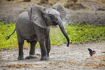 Baby elephant chasing bird (L. africana), Tarangire National Park, Tanzania, East Africa, Africa