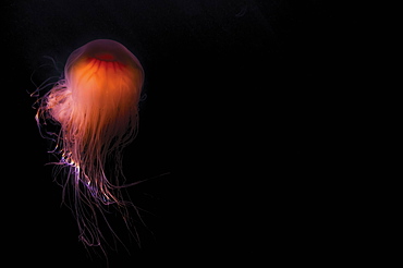 Lion's mane jellyfish ((Cyanea capillata), Prince William Sound, Alaska, United States of America, North America