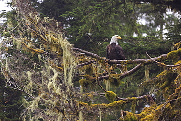 Bald eagle (Haliaeetus leucocephalus), Chugach National Forest, Alaska, United States of America, North America