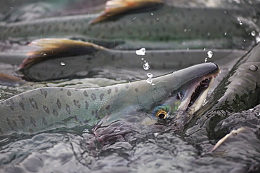 Pink salmon (Oncorhynchus gorbuscha), spawning season, Port Valdez, Alaska, United States of America, North America